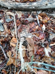 Ibervillea hypoleuca