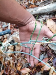 Ibervillea hypoleuca