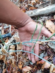 Ibervillea hypoleuca