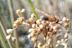 Meiosimyza appula
