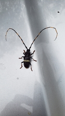 Trachyderes succinctus