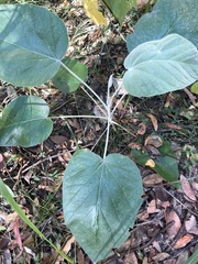 Astrotricha intermedia