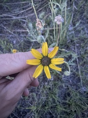 Berlandiera lyrata