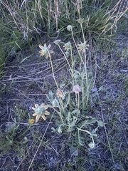 Berlandiera lyrata