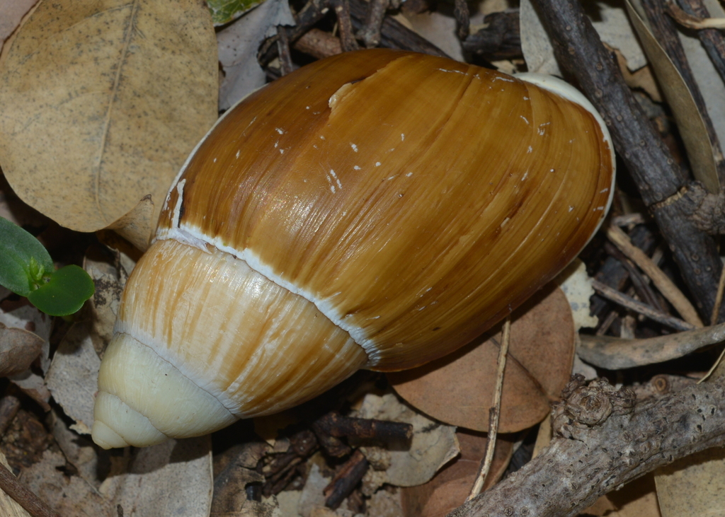 Placostylus porphyrostomus