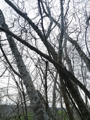 Havardia campylacantha