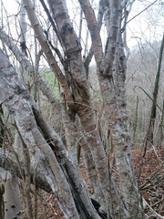 Havardia campylacantha