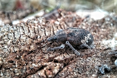 Oxyops fasciatus