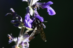 Xylocopa tabaniformis orpifex