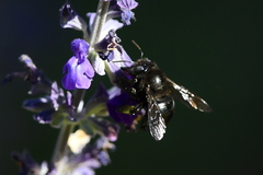 Xylocopa tabaniformis orpifex