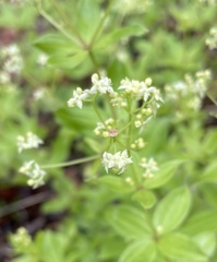 Galium oreganum