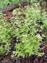 Galium oreganum