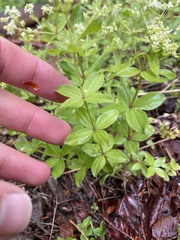 Galium oreganum