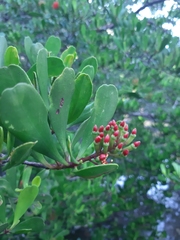Lumnitzera littorea