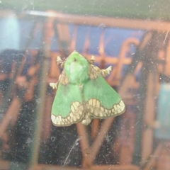 Parasa pastoralis
