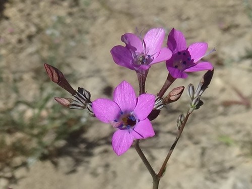 Image of Saltugilia splendens by (c) Daniel S., some rights reserved (CC BY)