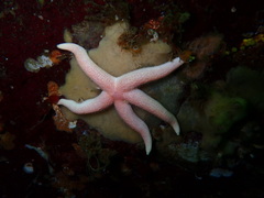 Henricia leviuscula