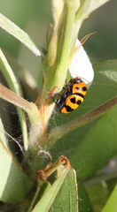 Cryptocephalus trifasciatus