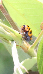 Cryptocephalus trifasciatus