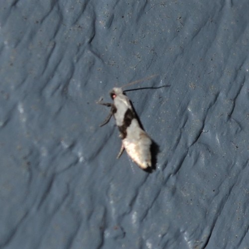 Barred White Clothes Moth photo 4