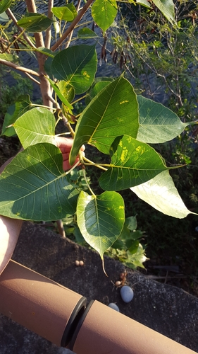 Ficus populifolia image