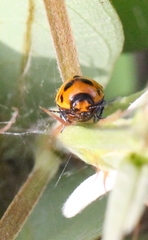 Cryptocephalus trifasciatus