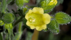 Emmenanthe penduliflora penduliflora