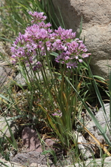 Allium bisceptrum