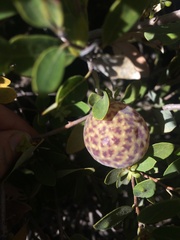 Andricus vacciniifoliae