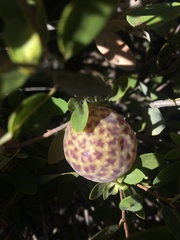 Andricus vacciniifoliae