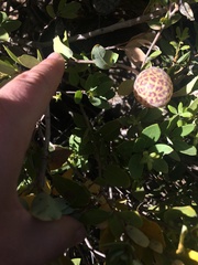 Andricus vacciniifoliae