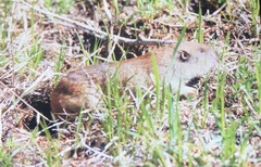 Thomomyini