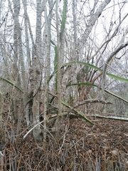 Havardia campylacantha