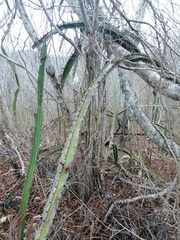 Acanthocereus tetragonus