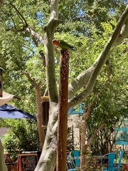 Agapornis roseicollis