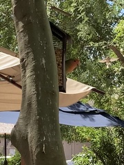 Agapornis roseicollis