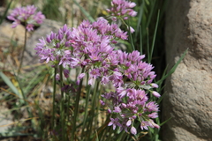 Allium bisceptrum