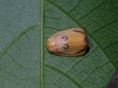 Trischalis subaurana