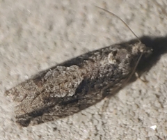 Gretchena watchungana