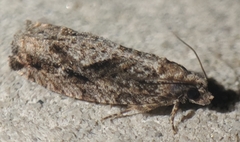 Gretchena watchungana