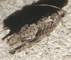 Gretchena watchungana