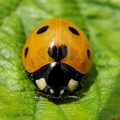 Coccinella septempunctata