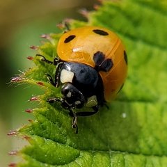 Coccinella septempunctata