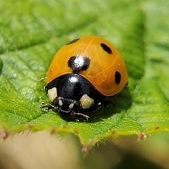 Coccinella septempunctata