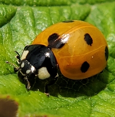 Coccinella septempunctata