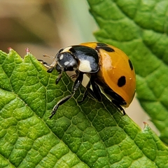 Coccinella septempunctata