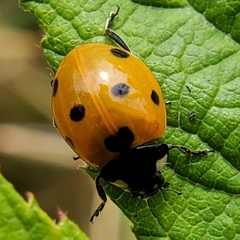Coccinella septempunctata