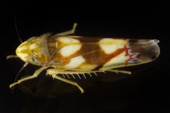 Erythroneura elegans