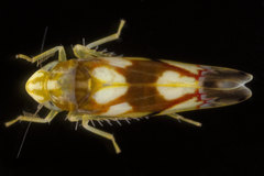 Erythroneura elegans