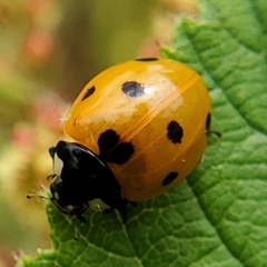 Coccinella septempunctata